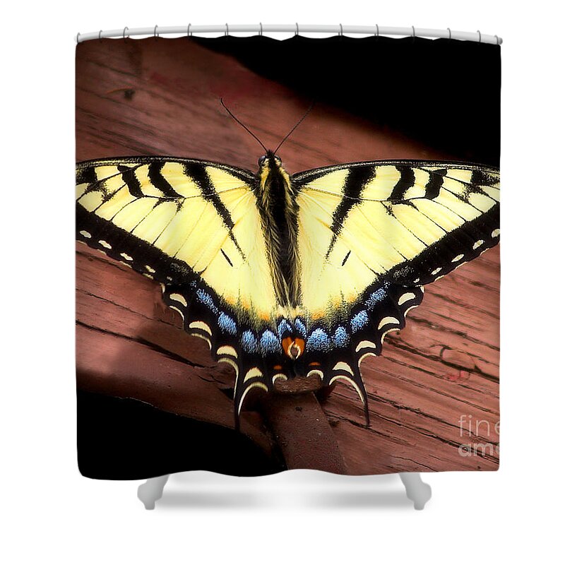 Butterfly Shower Curtain featuring the photograph Eastern Tiger Swallowtail by Terry Doyle