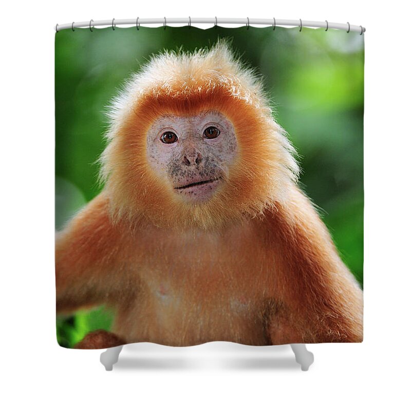 Mp Shower Curtain featuring the photograph Ebony Leaf Monkey Trachypithecus by Thomas Marent