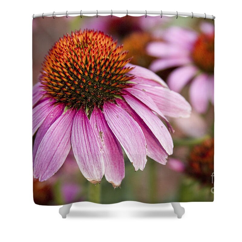 Echinacea Shower Curtain featuring the photograph Echinacea Purple Coneflowers by James BO Insogna