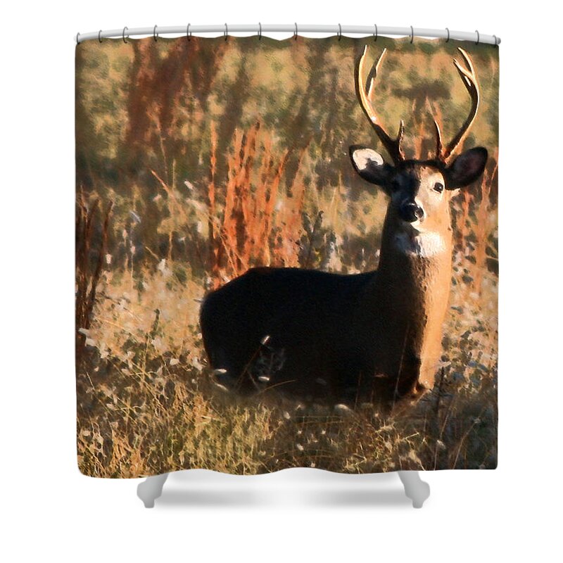 Buck Shower Curtain featuring the painting Eight Point Buck by Karen Harrison Brown