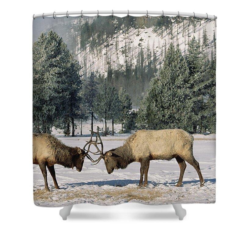 Mp Shower Curtain featuring the photograph Elk Cervus Elaphus Two Males Fighting by Konrad Wothe