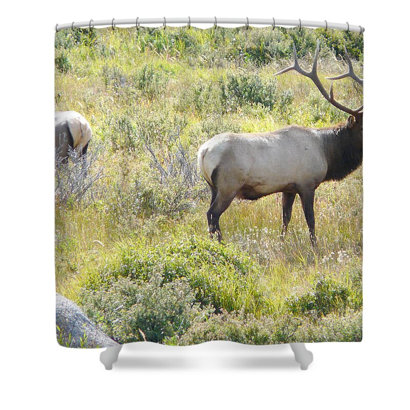 Elk Shower Curtain featuring the photograph elk by Milena Boeva