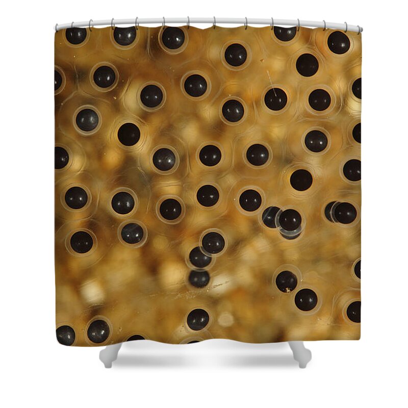 00456472 Shower Curtain featuring the photograph Emerald-eyed Treefrog Eggs by Cyril Ruoso