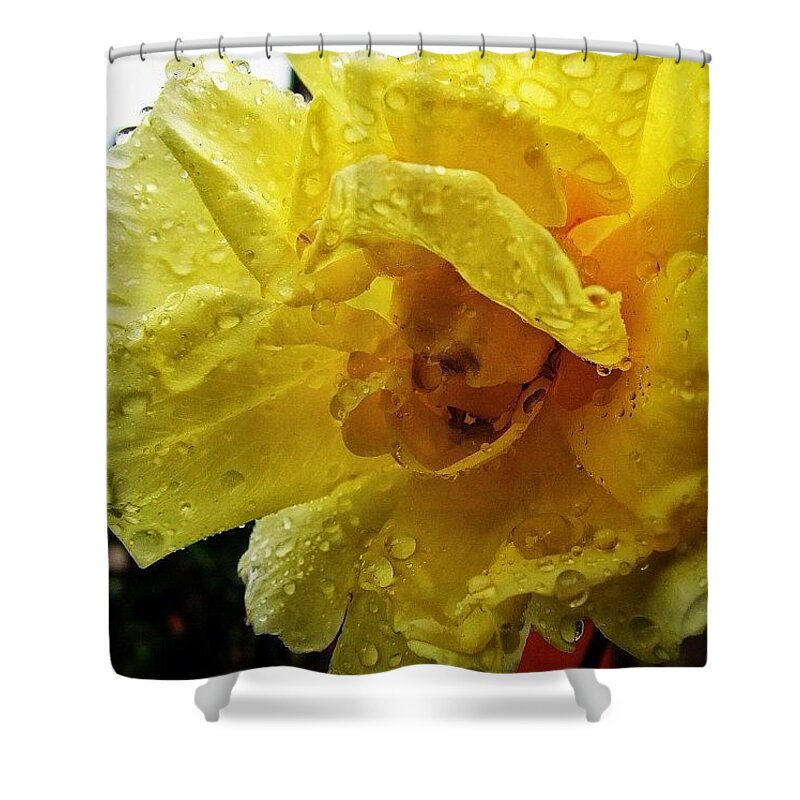 Instaaaaah Shower Curtain featuring the photograph English Summer by Silva Halo