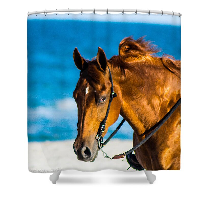  Shower Curtain featuring the photograph Enjoying the Breeze by Shannon Harrington