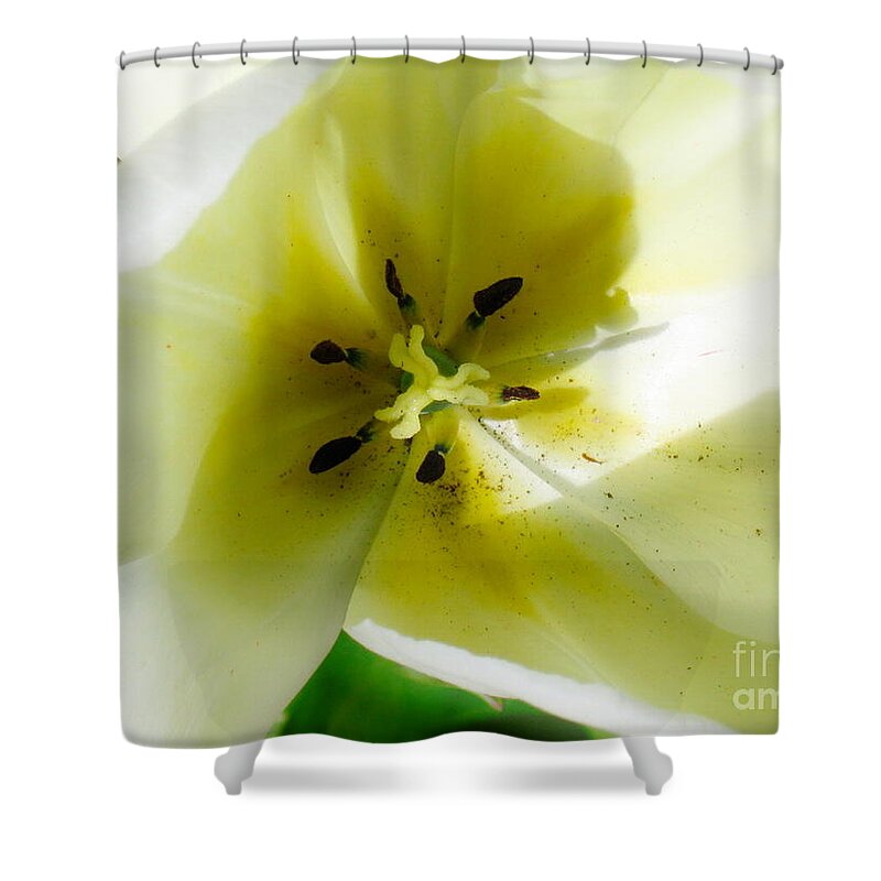 Flower Shower Curtain featuring the photograph Ethereal by Rory Siegel
