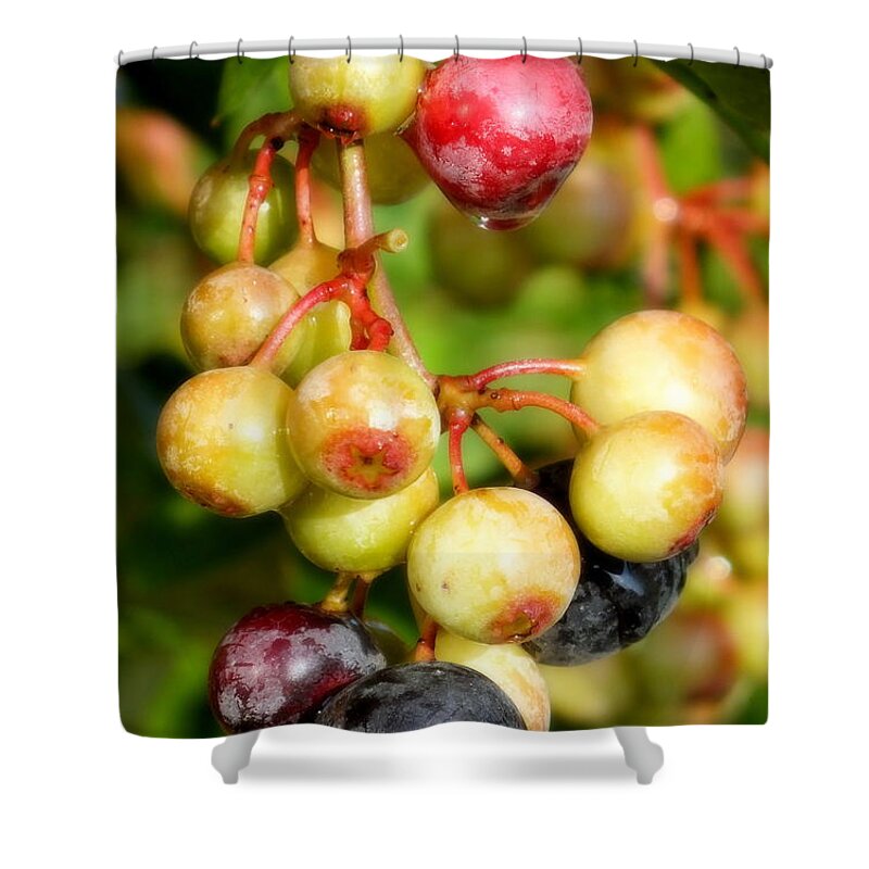 Blueberries Shower Curtain featuring the photograph Expectation by Karen Wiles