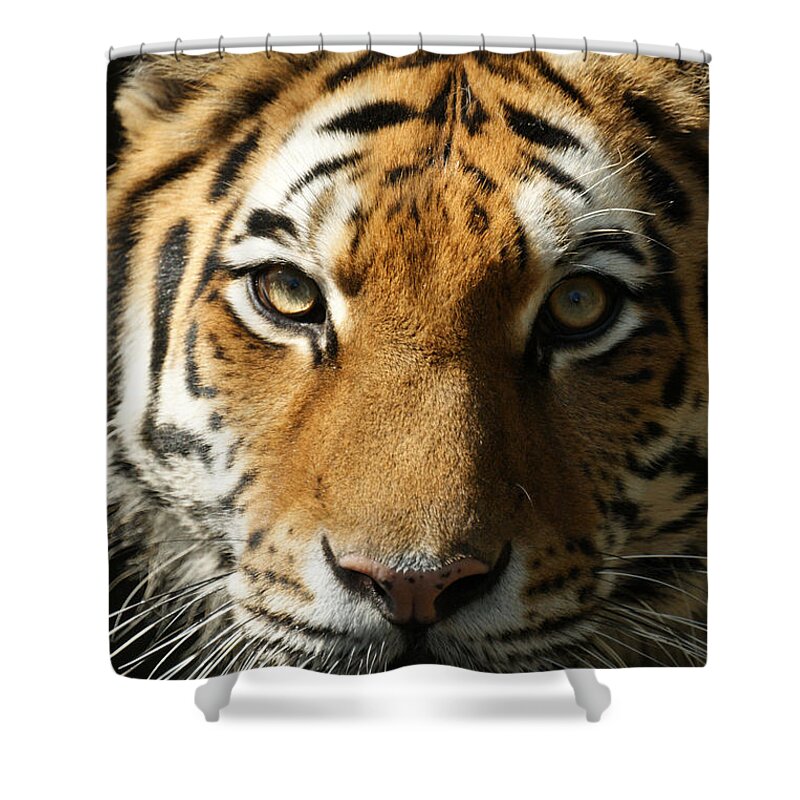 Tiger Shower Curtain featuring the photograph Eye Contact by Ernest Echols