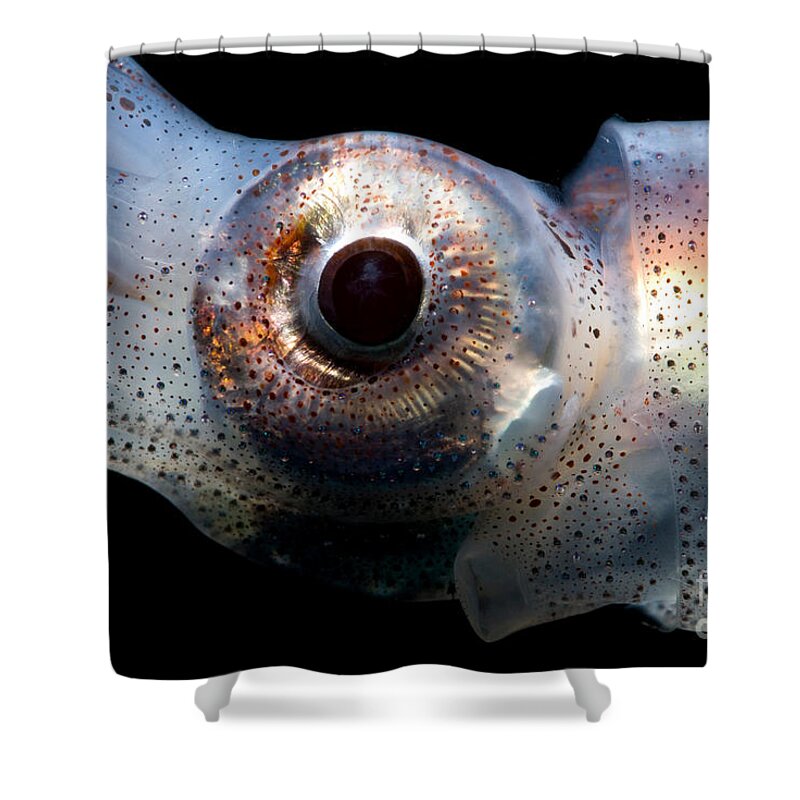 Eye Flash Squid Shower Curtain featuring the photograph Eye Flash Squid by Dant Fenolio