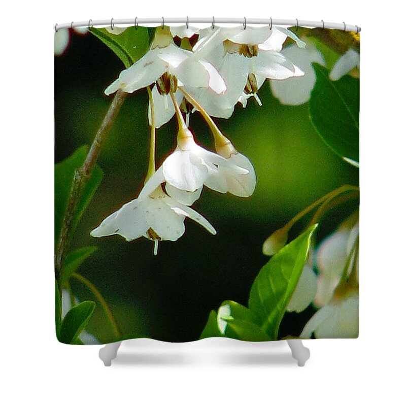 Flowers Shower Curtain featuring the photograph Faerie Bells 2 by Rory Siegel