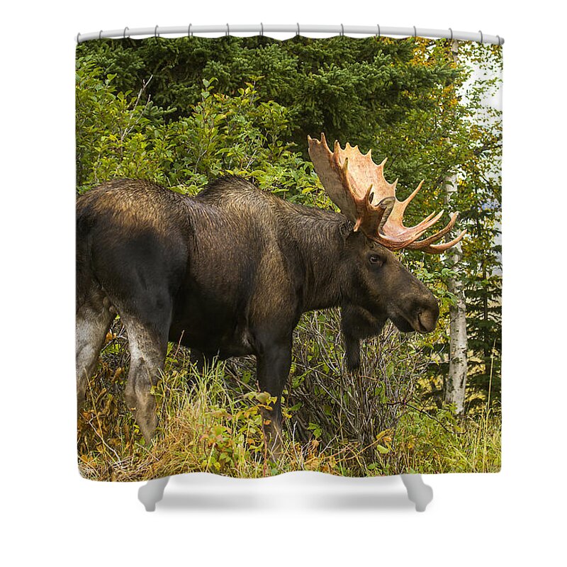 Alaska Shower Curtain featuring the photograph Fall Bull Moose by Doug Lloyd