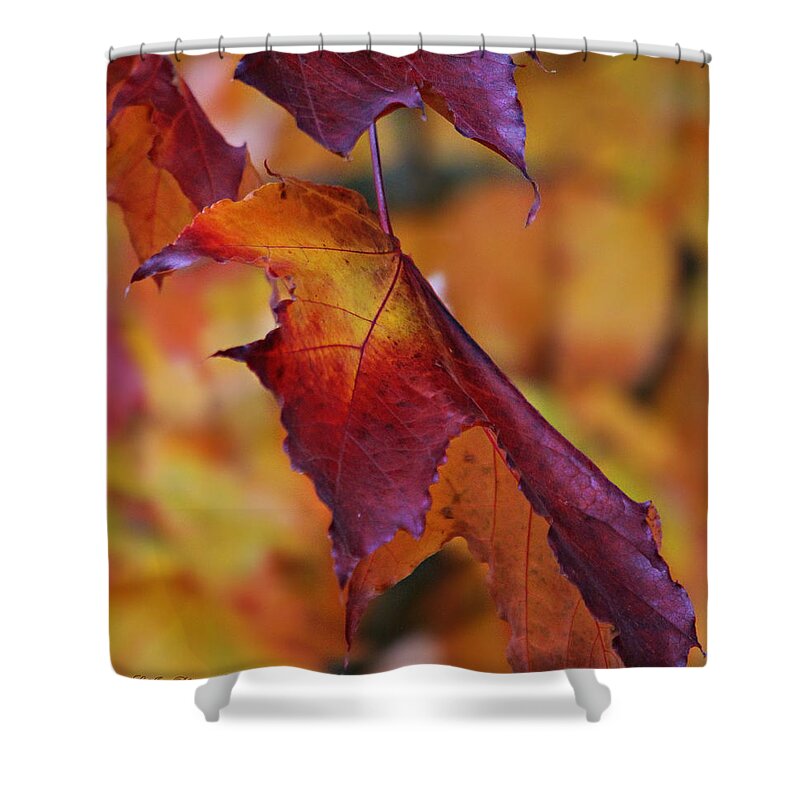 Autumn Shower Curtain featuring the photograph Fall Leaf by Jeanette C Landstrom