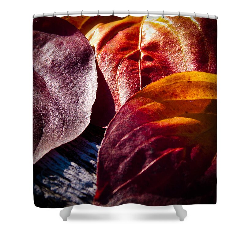Leaves Shower Curtain featuring the photograph Fall Leaves by David Patterson