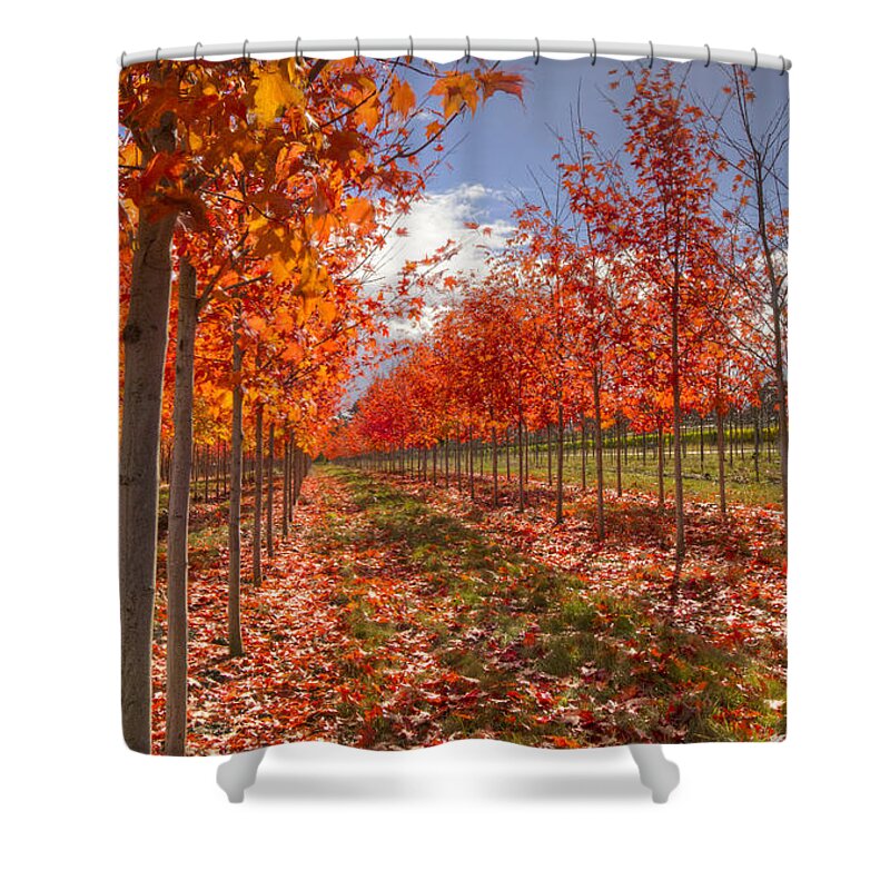 Tree Shower Curtain featuring the photograph Fall Line Up by Jean Noren