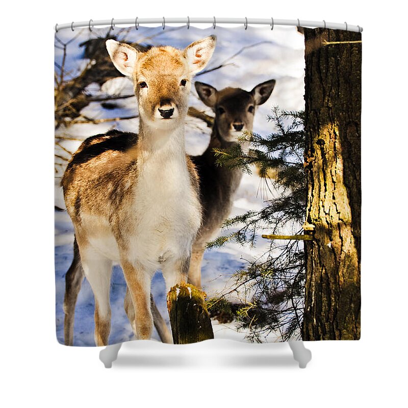Fallow Deer Shower Curtain featuring the photograph Fallow Deer by Cheryl Baxter