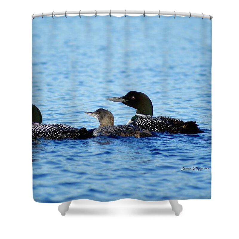 Loon Shower Curtain featuring the photograph Family Swim 3 by Steven Clipperton
