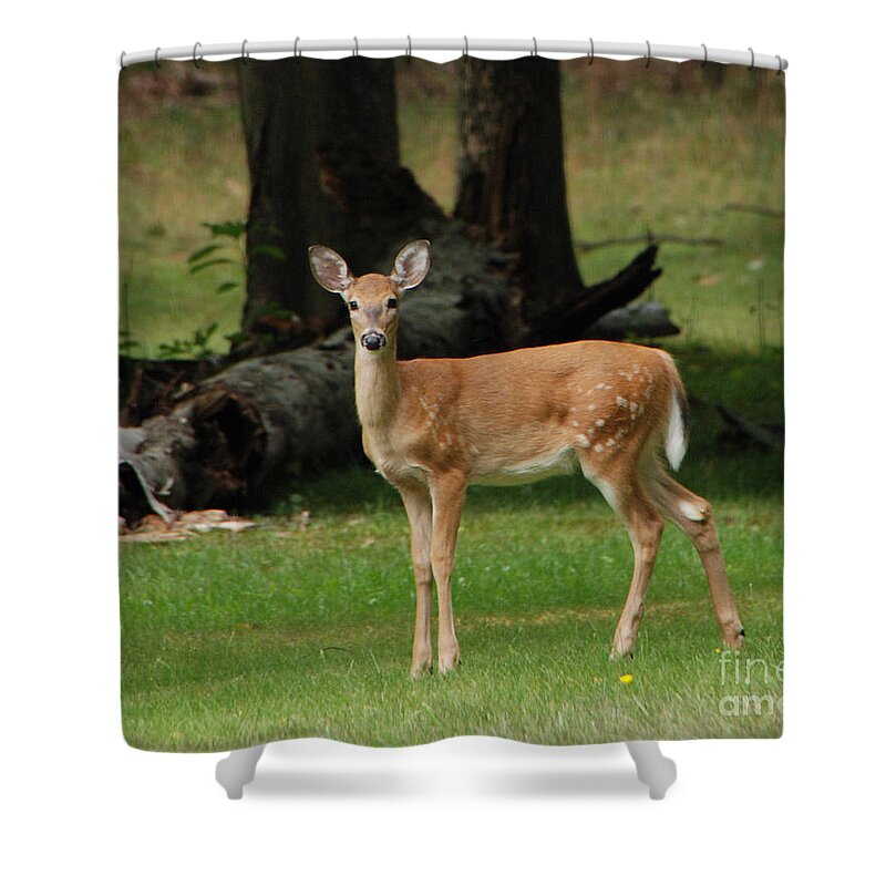 Deer Shower Curtain featuring the photograph Fawn by Grace Grogan