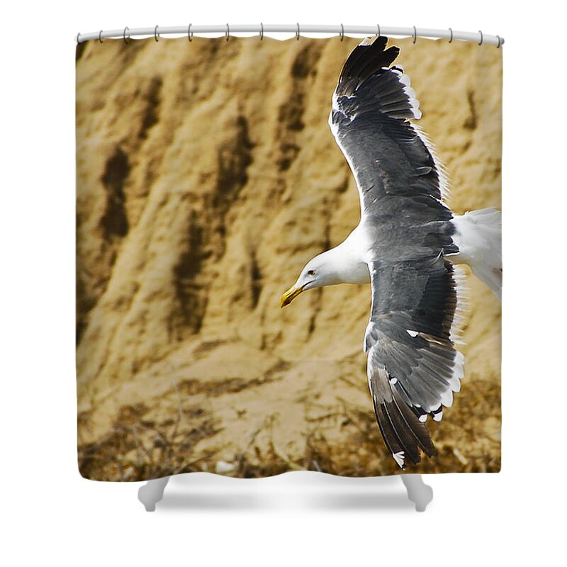 Bird Shower Curtain featuring the photograph Feathered Friend Cruising by Jon Berghoff