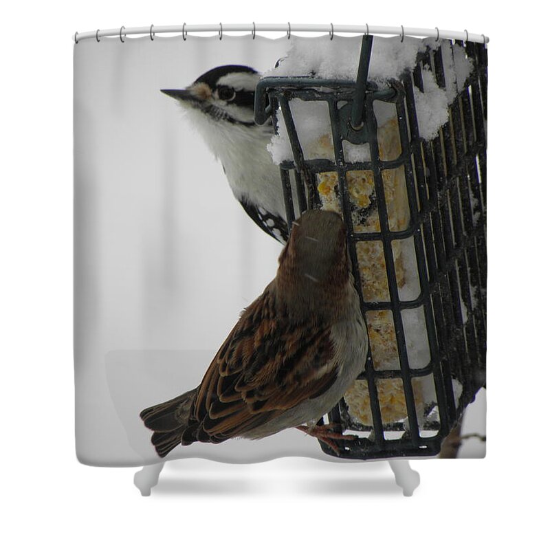 Downy Shower Curtain featuring the photograph Feeding Time After The Storm by Kim Galluzzo Wozniak