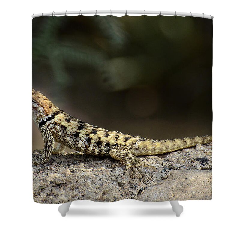 Desert Spiny Lizard Shower Curtain featuring the photograph Female Desert Spiny Lizard by Saija Lehtonen