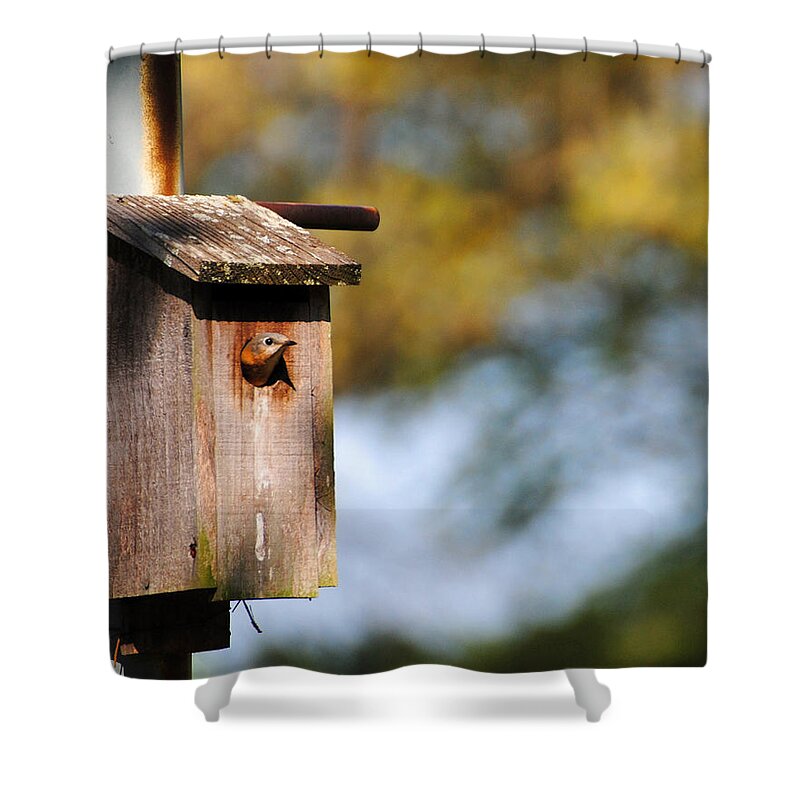 Avian Shower Curtain featuring the photograph Female Eastern Bluebird by Jai Johnson