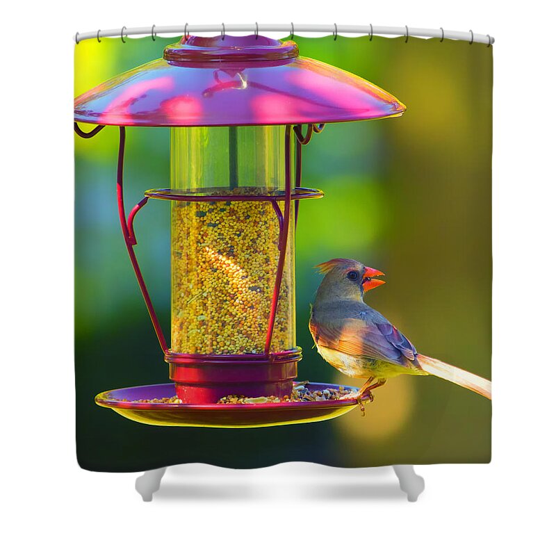 Cardinal Shower Curtain featuring the photograph Female Northern Cardinal 3 by Bill and Linda Tiepelman