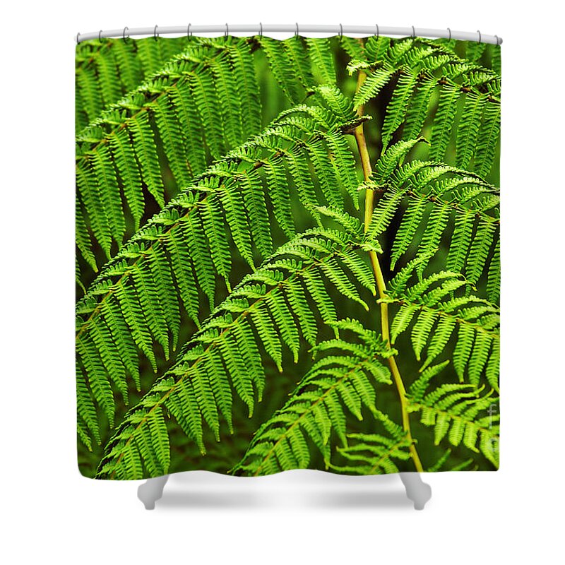 Backgrounds Shower Curtain featuring the photograph Fern Fronds by Carlos Caetano