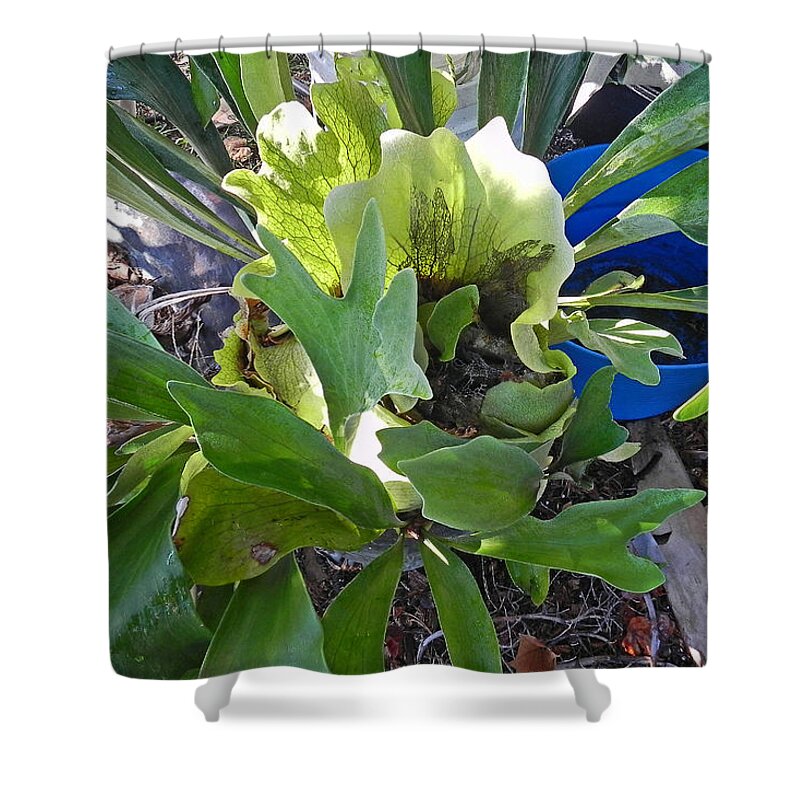 Staghorn Shower Curtain featuring the photograph Fern With Blue Bucket by Patricia Greer
