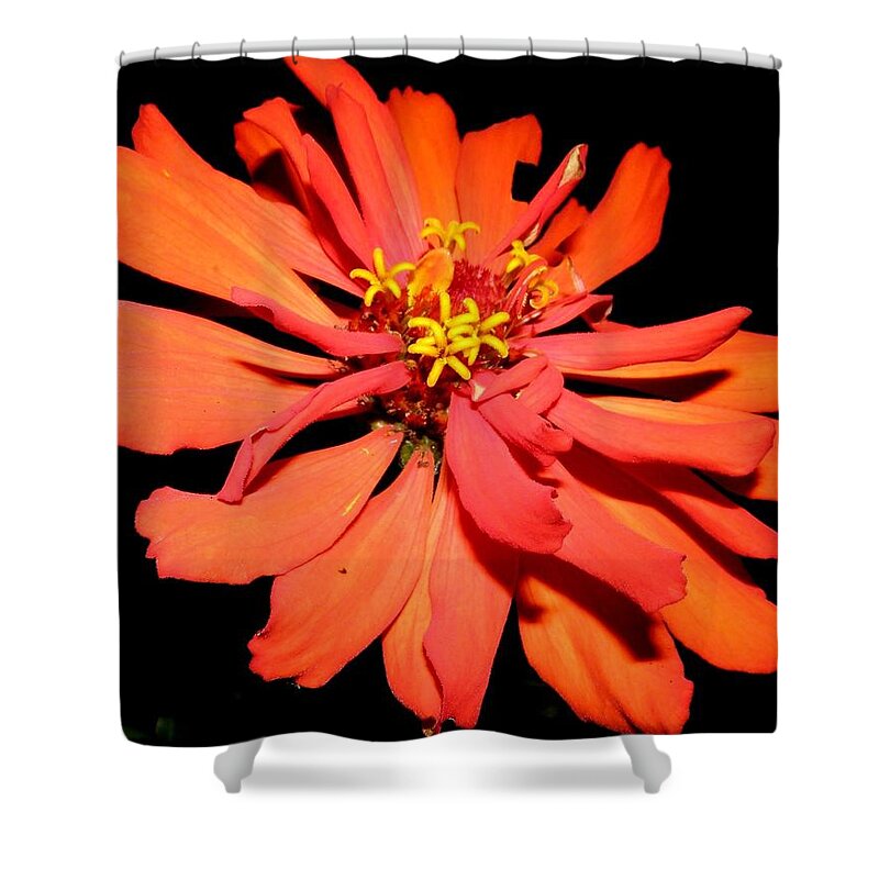 Zinnia Shower Curtain featuring the photograph Fiery Explosion Of Colors by Kim Galluzzo Wozniak