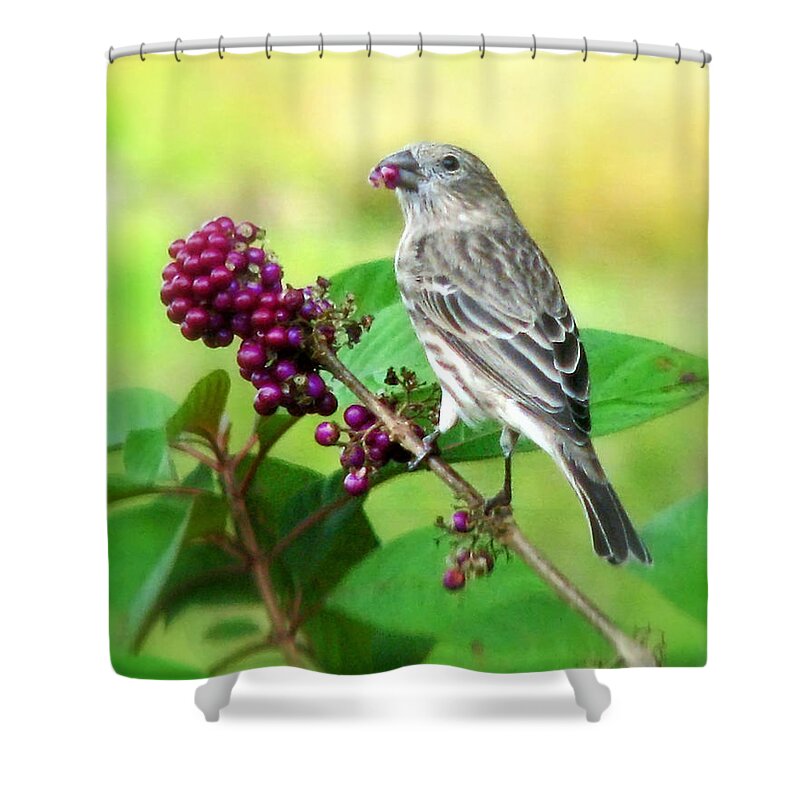 Nature Shower Curtain featuring the photograph Finch Eating Beautyberry by Peggy Urban