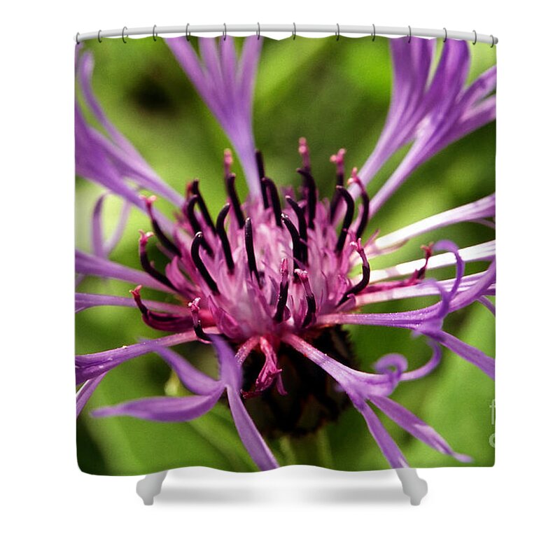 Purple Shower Curtain featuring the photograph Firework Flower by Amanda Jones