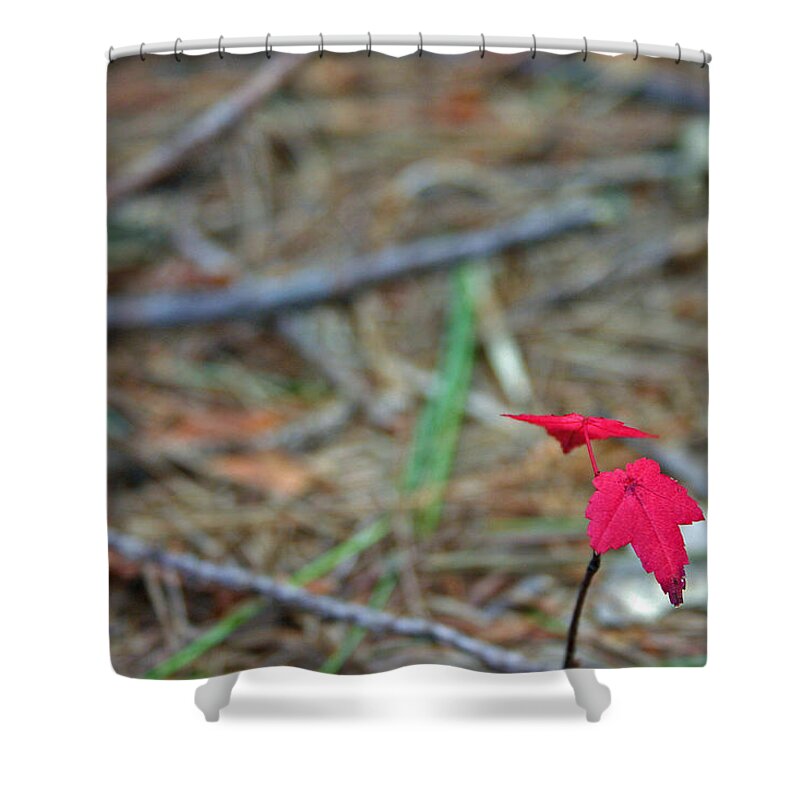 Autumn Shower Curtain featuring the photograph First Autumn by David Rucker