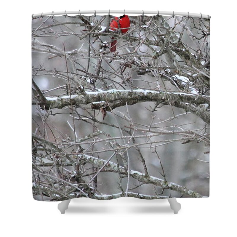 Snow Shower Curtain featuring the photograph First Snow Fall by Kume Bryant