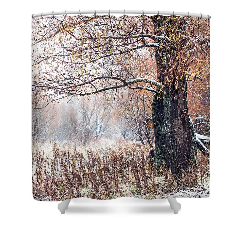 Snow Shower Curtain featuring the photograph First Snow. Old Tree by Jenny Rainbow