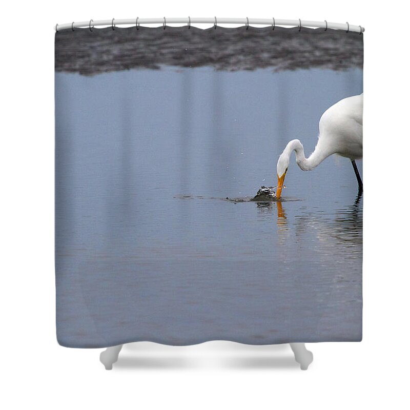 Egret Shower Curtain featuring the photograph Fishing for a Meal by Karol Livote