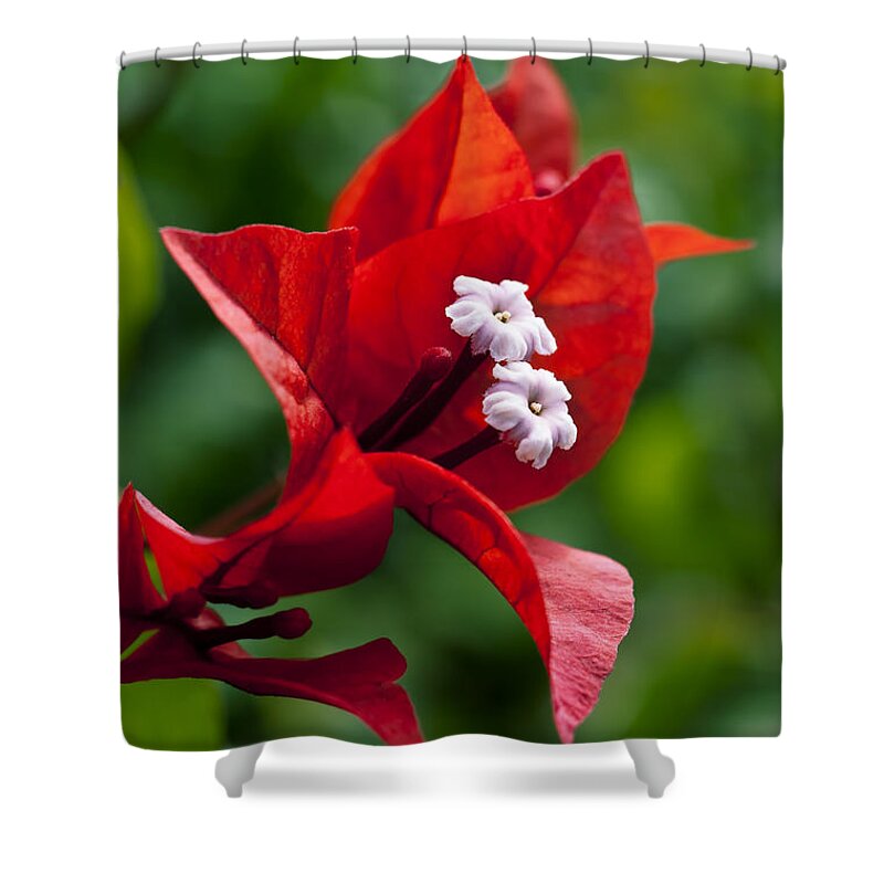 Arch Shower Curtain featuring the photograph Flame Red Bougainvillea II by Joe Carini - Printscapes