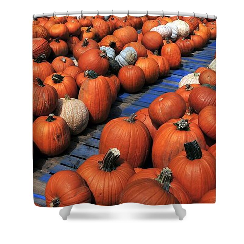 Fine Art Photography Shower Curtain featuring the photograph Florida Gator Pumpkins by David Lee Thompson
