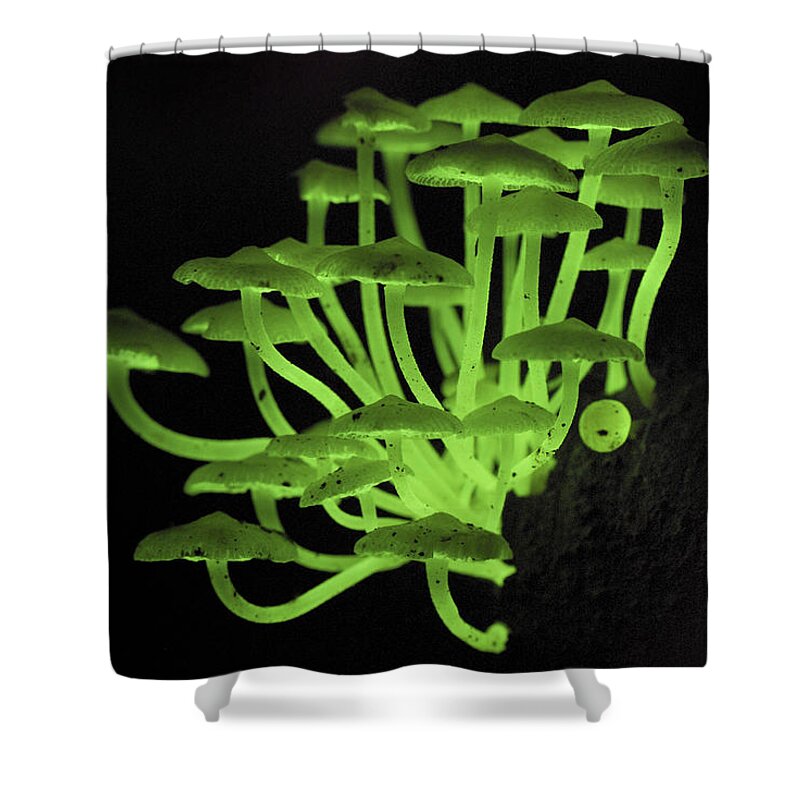 00426483 Shower Curtain featuring the photograph Fluorescent Fungus by Thomas Marent