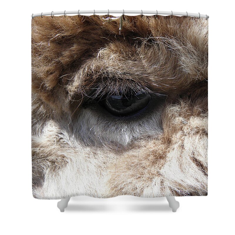 Alpaca Shower Curtain featuring the photograph Fluffy Eyes by Kim Galluzzo Wozniak