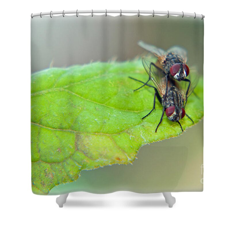 Fly Shower Curtain featuring the photograph Fly Love by Susan Cliett