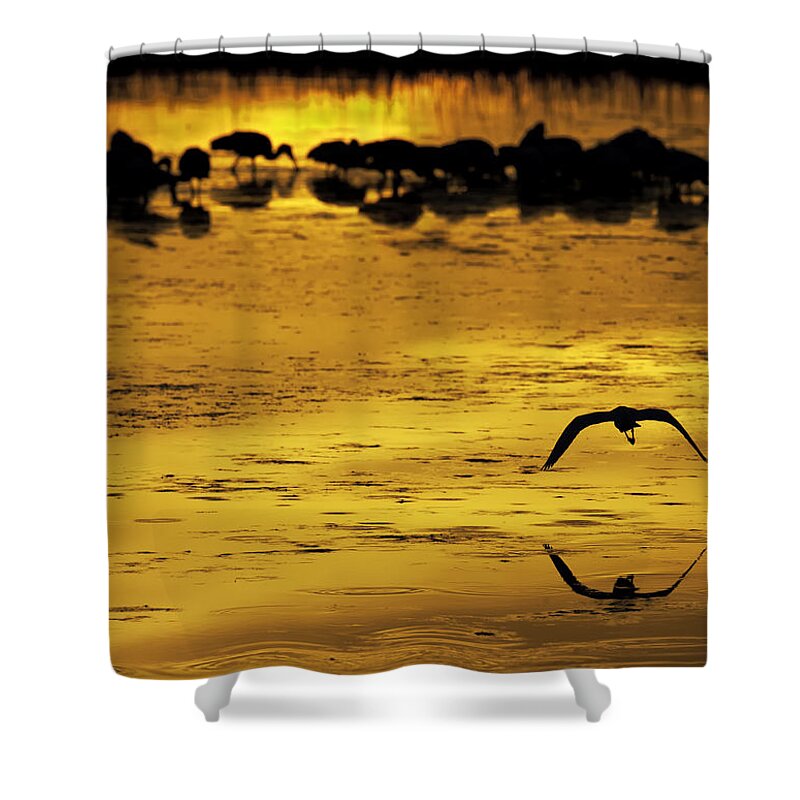 Merritt Island Nwr Shower Curtain featuring the photograph Flying Home - Florida Wetlands Wading BIrds Scene by Rob Travis
