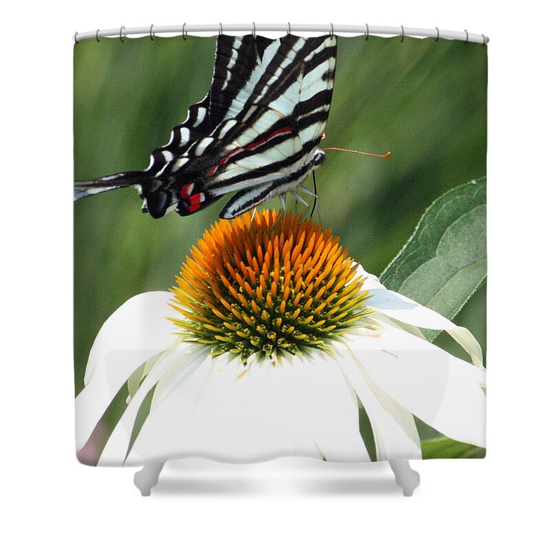  Shower Curtain featuring the photograph 'Flying Zebra' by PJQandFriends Photography