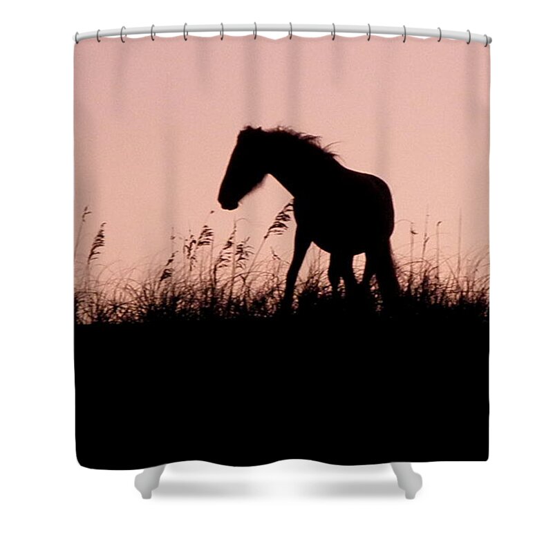 Foal Shower Curtain featuring the photograph Foal At Sunset by Kim Galluzzo Wozniak