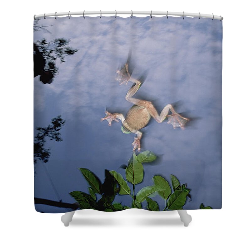 00116103 Shower Curtain featuring the photograph Foam Nest Tree Frog by Mark Moffett