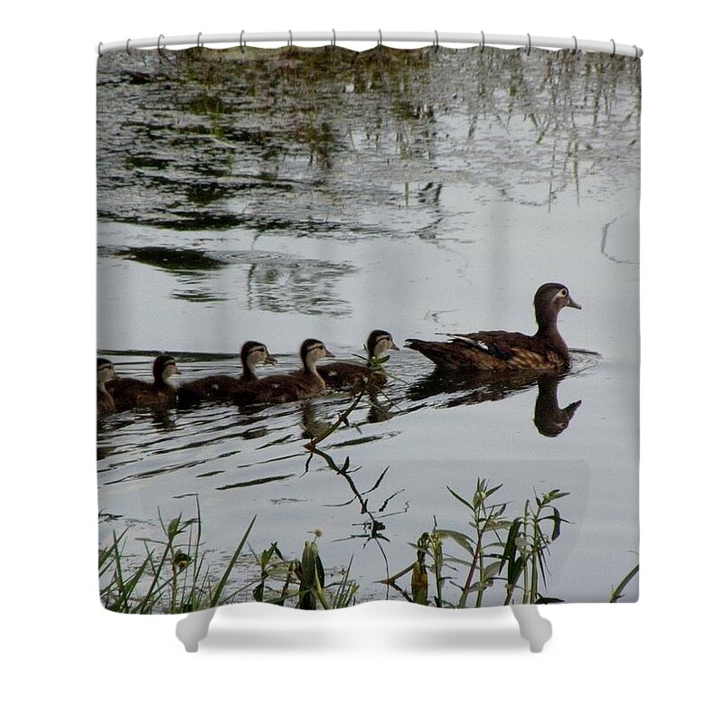 Woodduck Shower Curtain featuring the photograph Follow The Leader by Kim Galluzzo