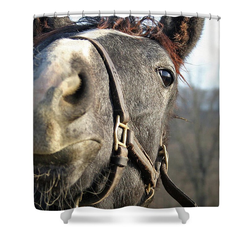 Thorougbred Race Horse Shower Curtain featuring the photograph 'For the Love of Elvis' by PJQandFriends Photography