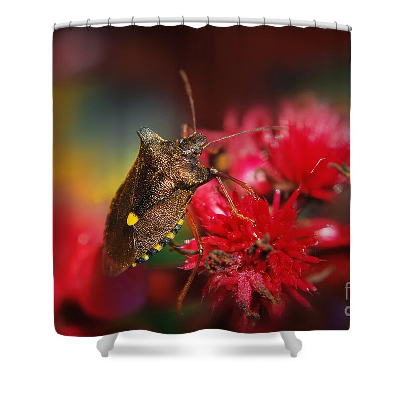 Yhun Suarez Shower Curtain featuring the photograph Forest Bug - Pentatoma Rufipes by Yhun Suarez
