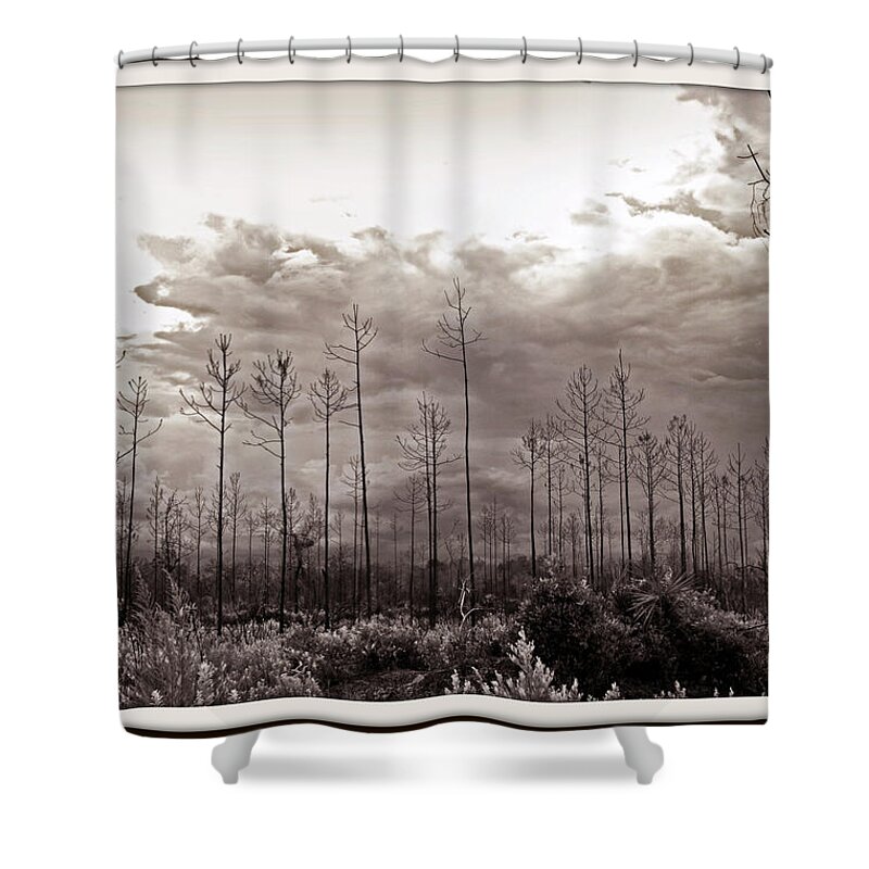 Tree Shower Curtain featuring the photograph Forest Regrowth by Farol Tomson
