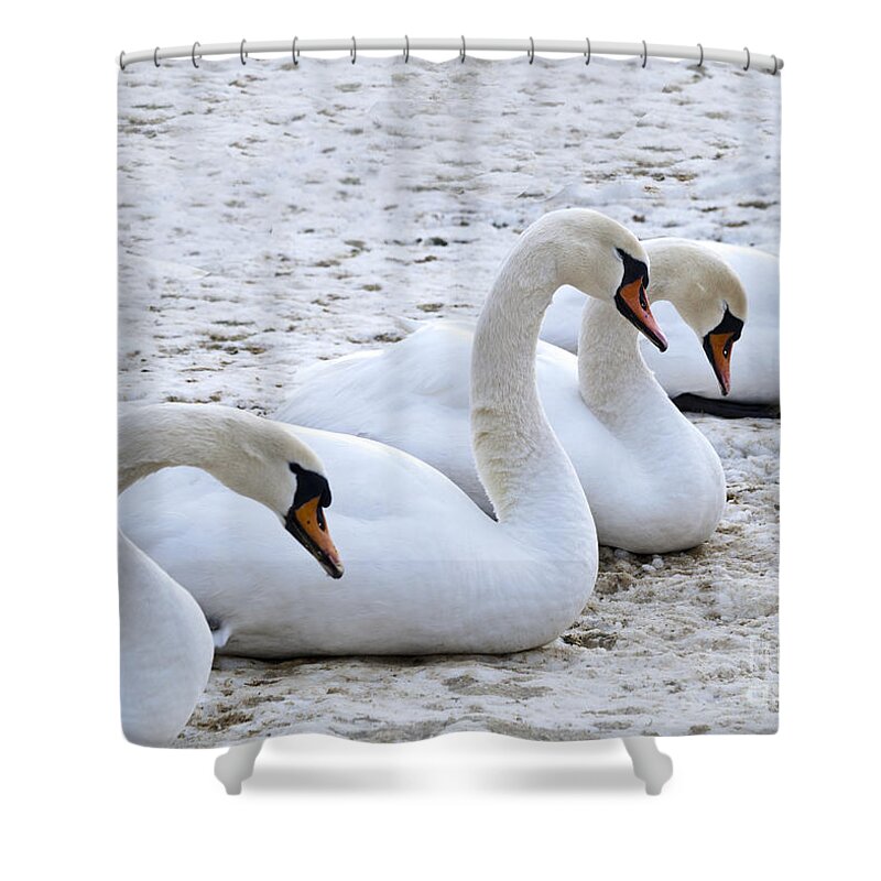 Winter Shower Curtain featuring the photograph Four Graces waiting for the Spring by Heiko Koehrer-Wagner