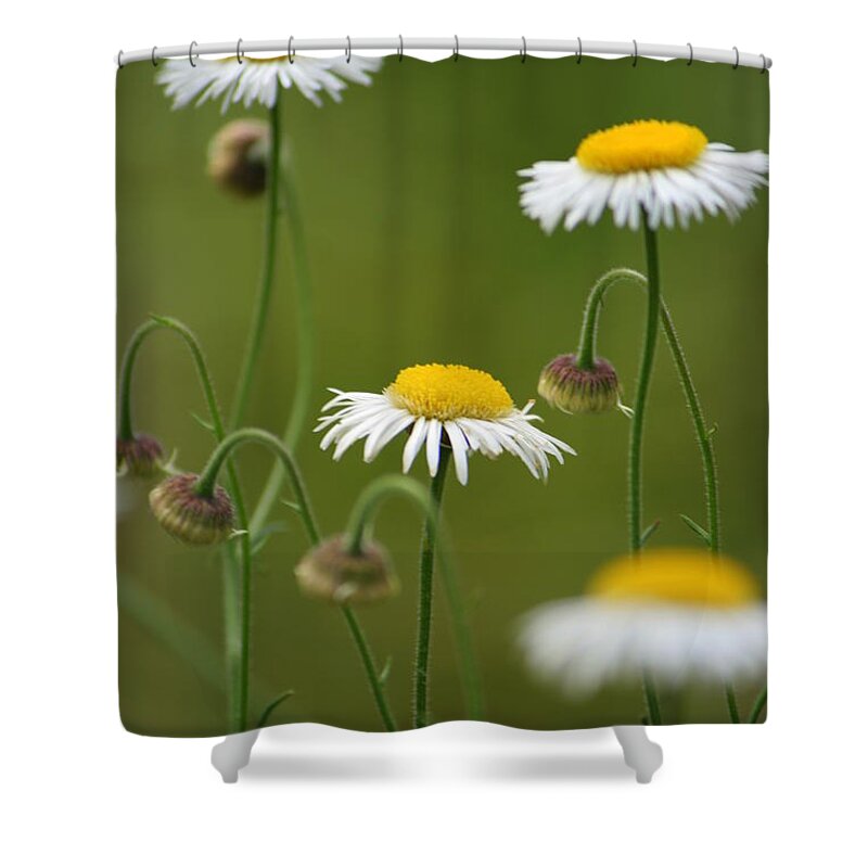 Daisy Shower Curtain featuring the photograph Four Sisters by Julie Lueders 